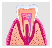 root canal treatment in Fate, Royse City, Rockwall